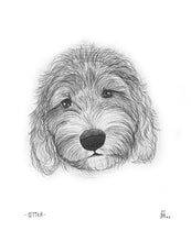 Pet Portrait Drawing