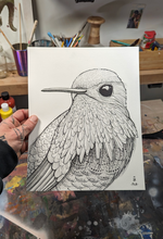 HUMMINGBIRD original