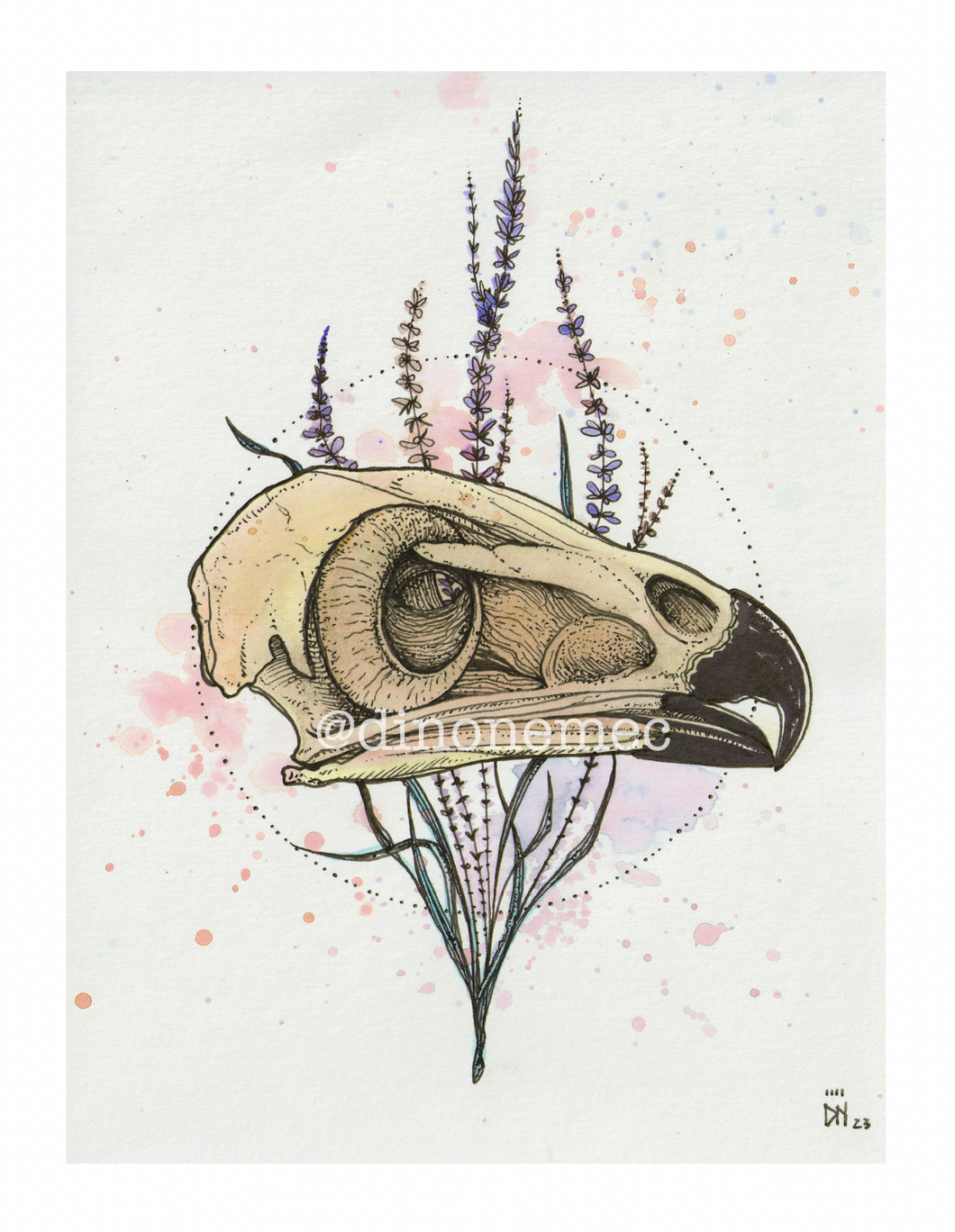 HAWK SKULL -new-