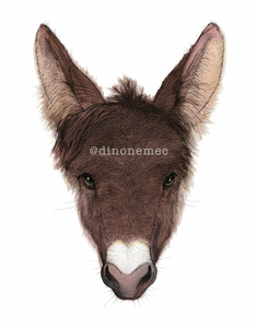 Carlos -new-