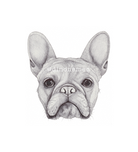 Pet Portraits