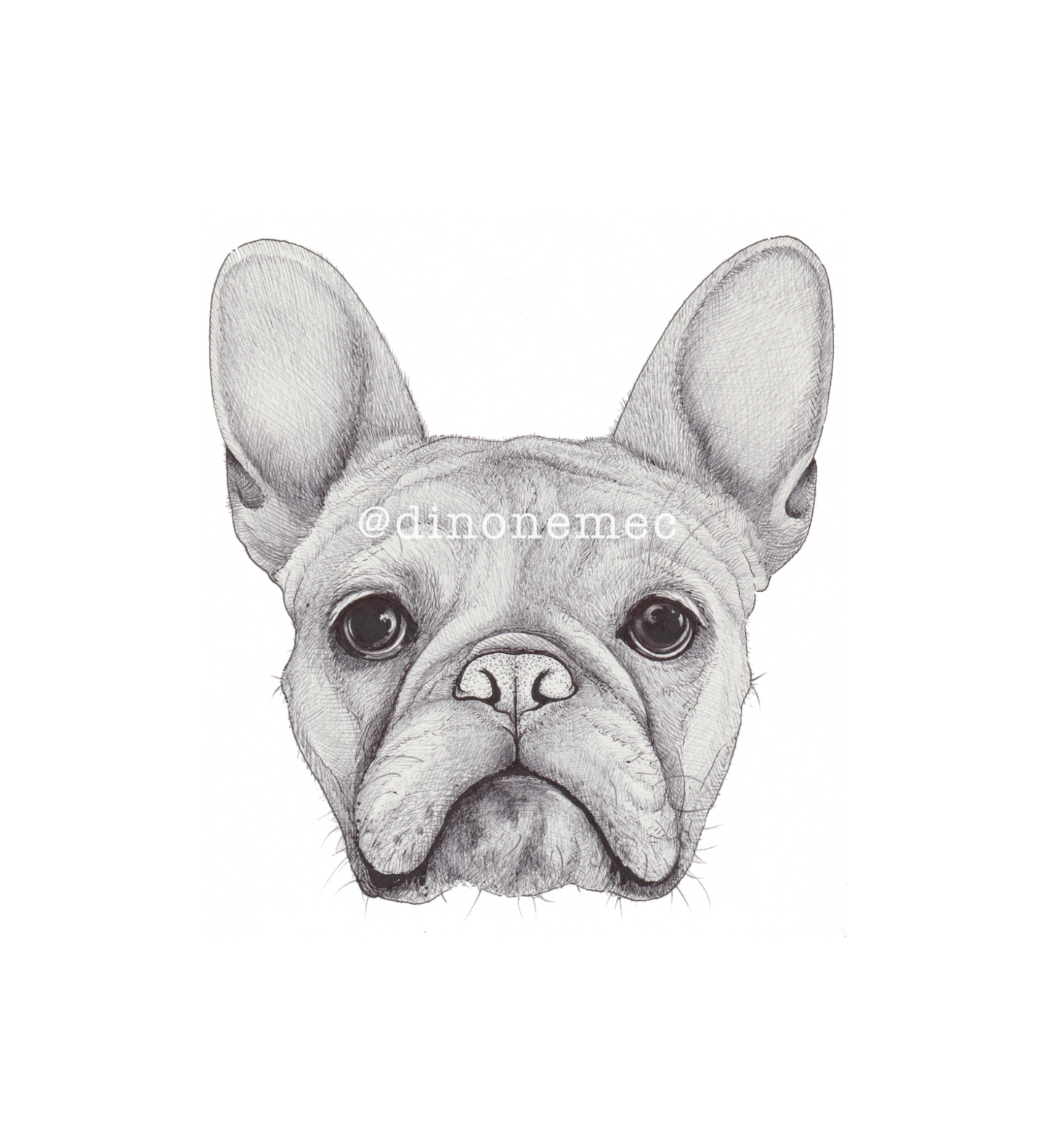 Pet Portraits