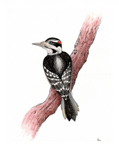 BIRDS 4 pack
