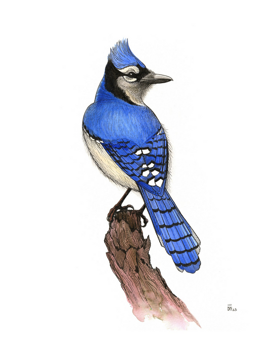 BIRDS 4 pack