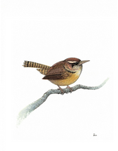 BIRDS 4 pack