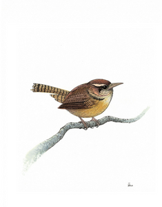 BIRDS 4 pack