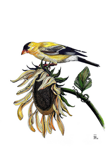 BIRDS 4 pack