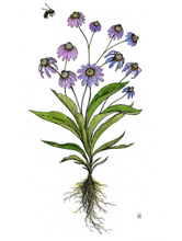 FLOWERS 4 pack