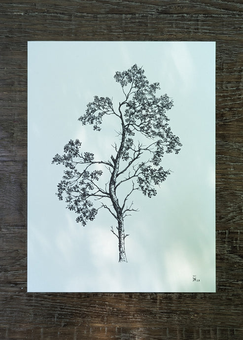 sand pine -new-