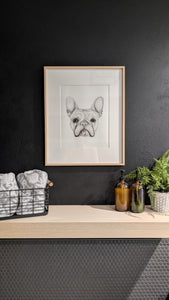 Pet Portraits
