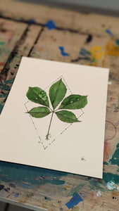 Buckeye