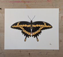 BUTTERFLY 5 -new-