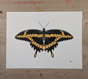 BUTTERFLY 5 -new-