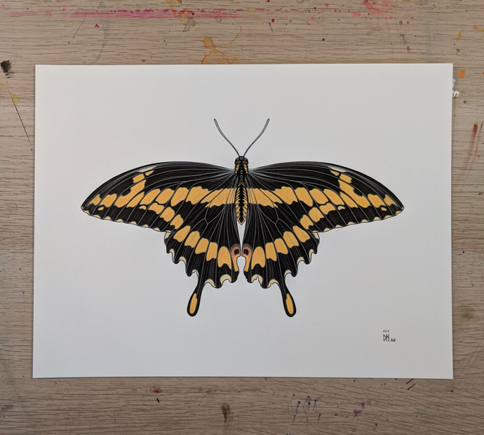 BUTTERFLY 5 -new-