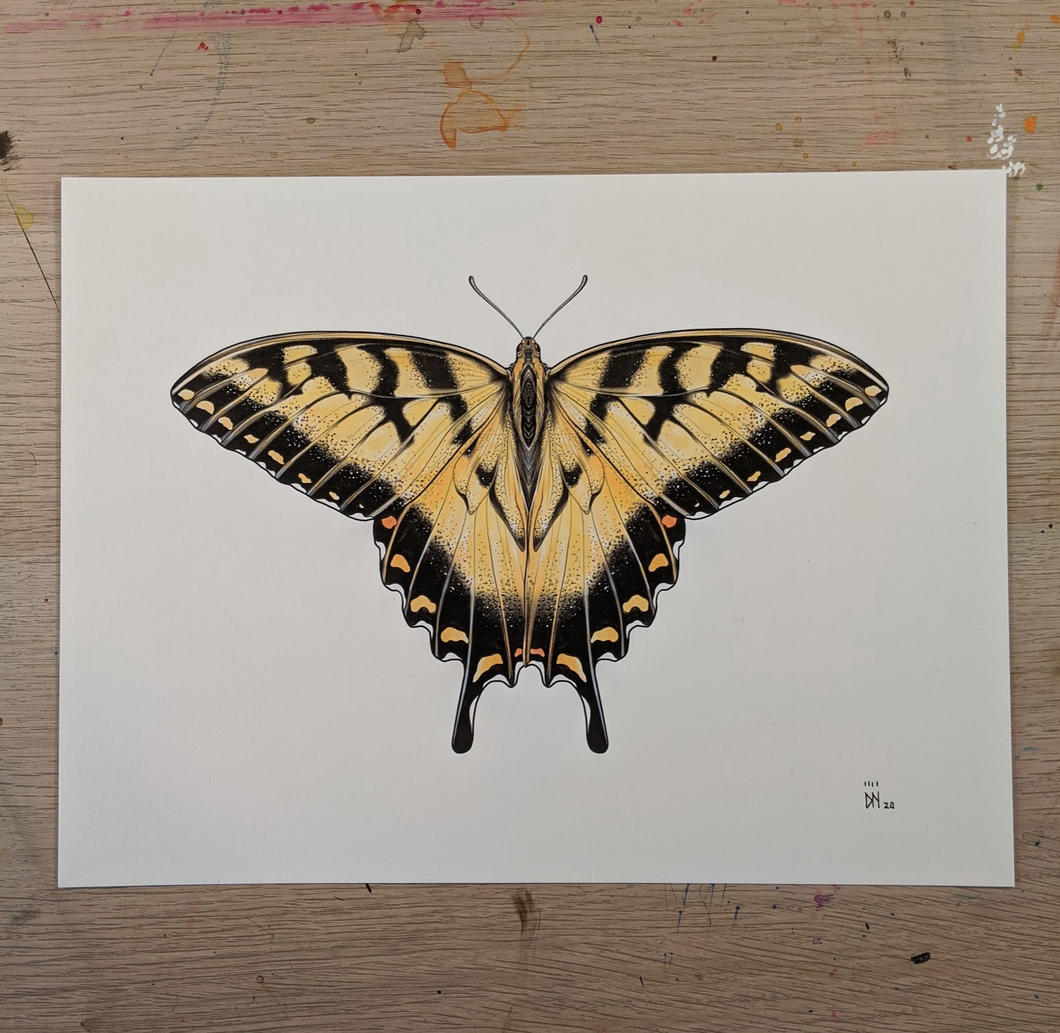 BUTTERFLY 4 -new-