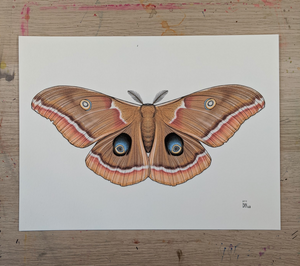 BROWN LUNA MOTH -new-
