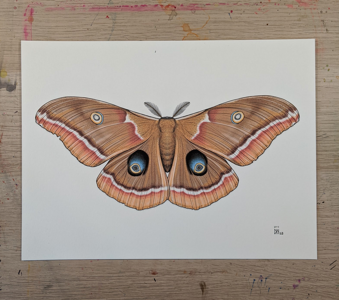 BROWN LUNA MOTH -new-