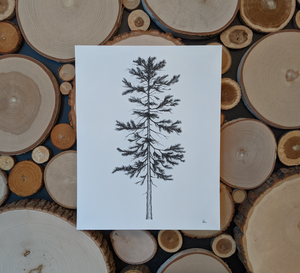 SCOTS PINE