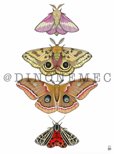 Moths