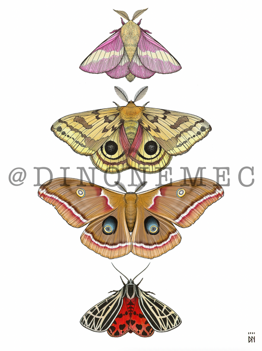 Moths