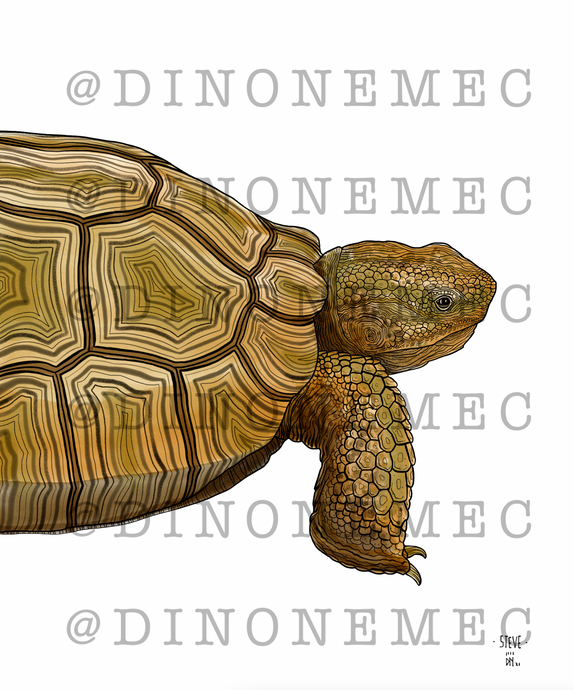 STEVE -new-