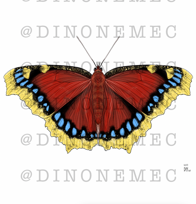 Butterfly 6 -new-