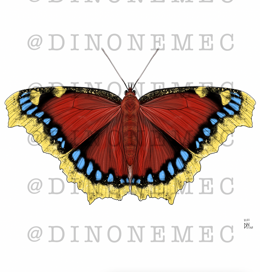 Butterfly 6 -new-