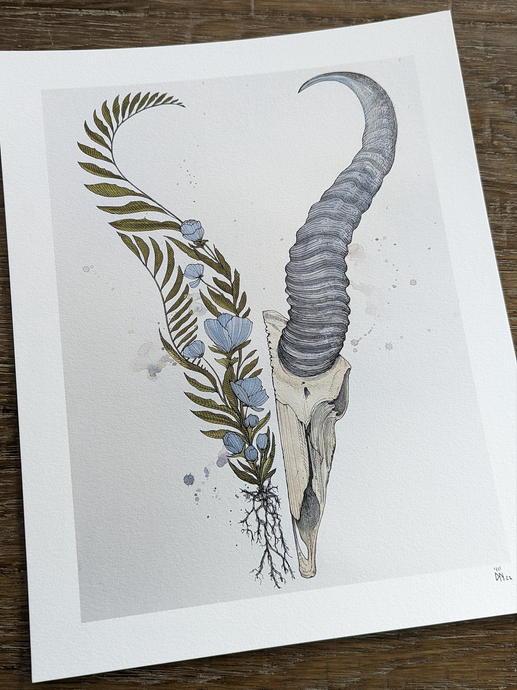 Springbok -new-