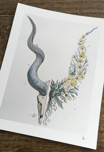 Kudu -new-
