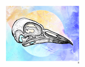 ROBIN SKULL