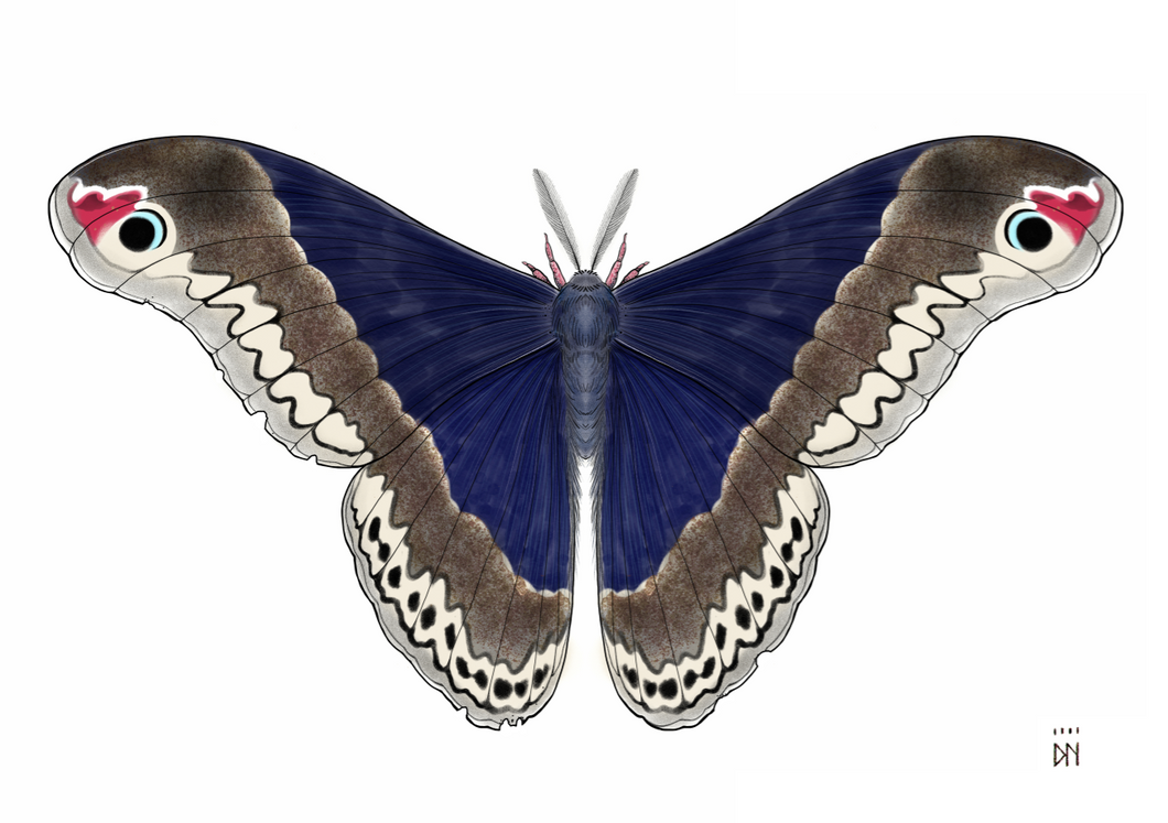 MOTH 5 -new-