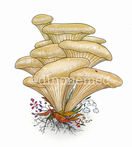 MUSHROOMS 2 -new-