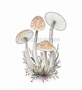 MUSHROOMS -new-