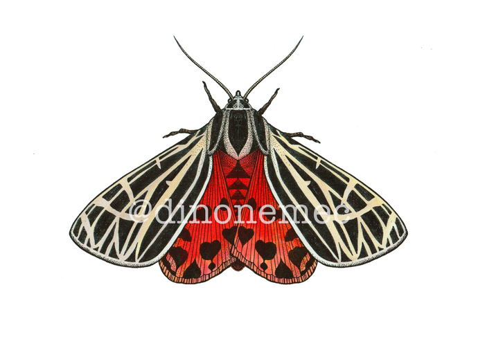 MOTH 4