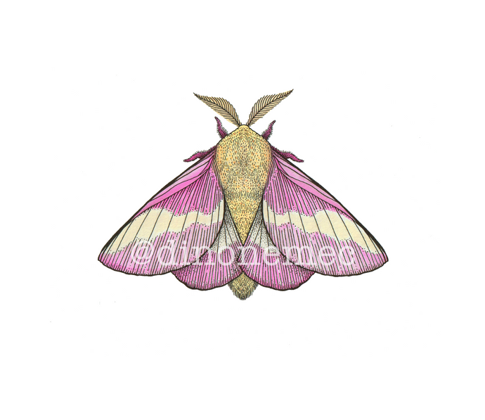 MOTH 2