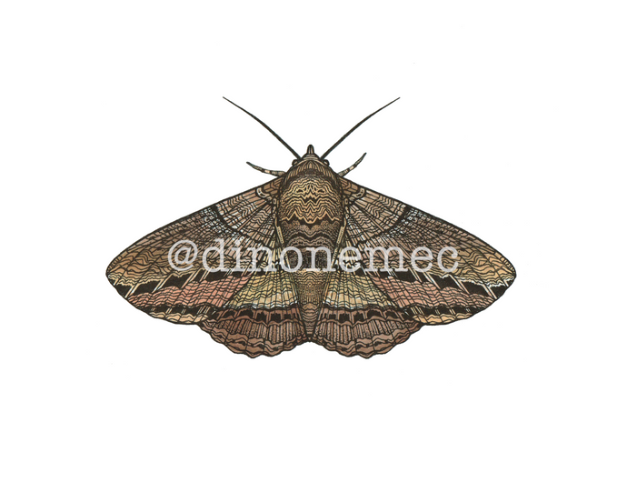 MOTH 3