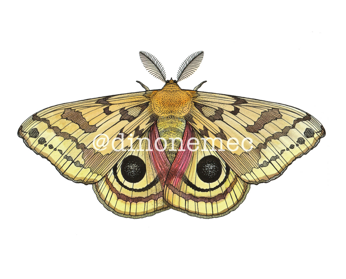 MOTH 1