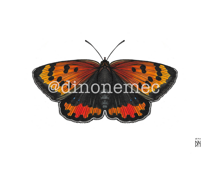 BUTTERFLY 3
