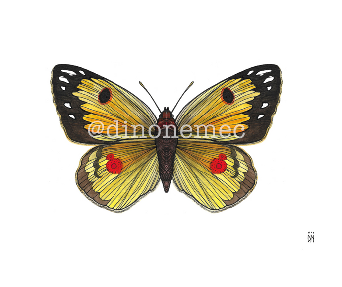 BUTTERFLY 2