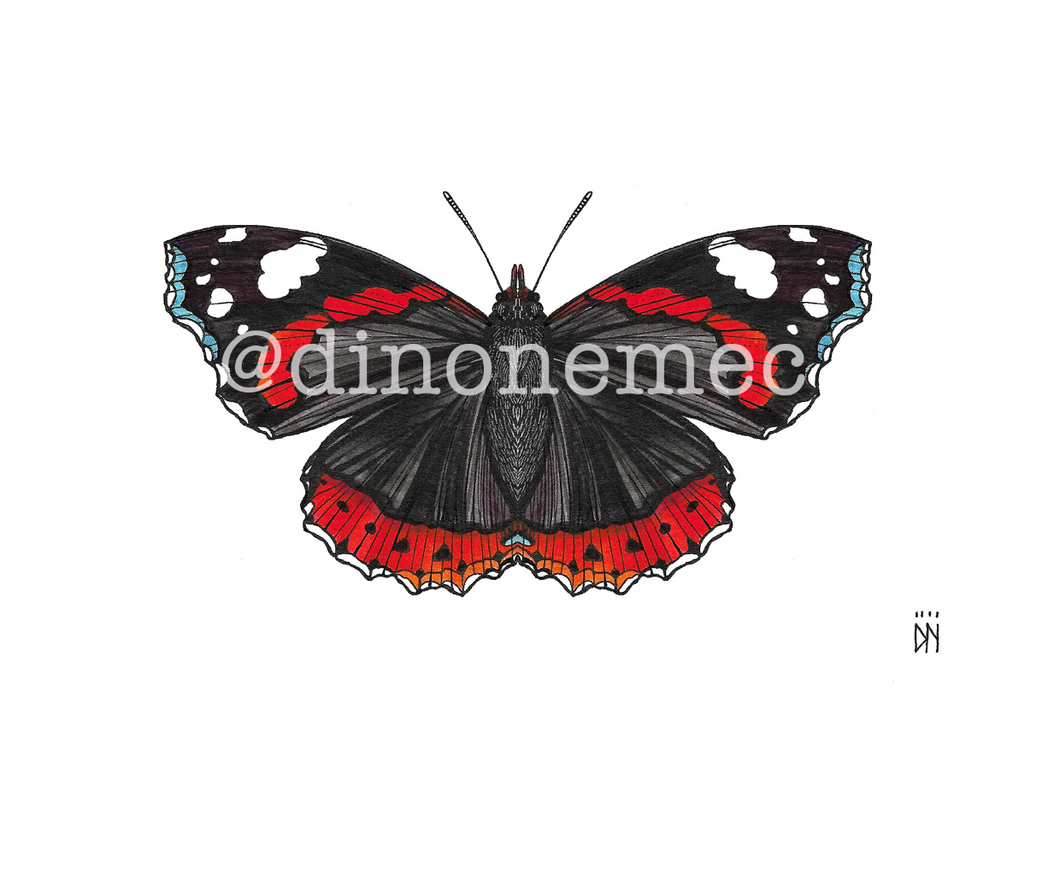 BUTTERFLY 1