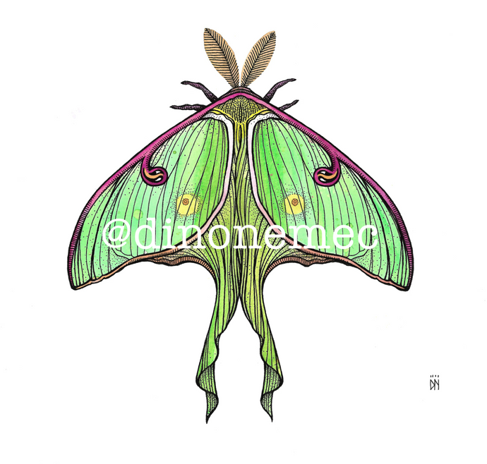 LUNA MOTH