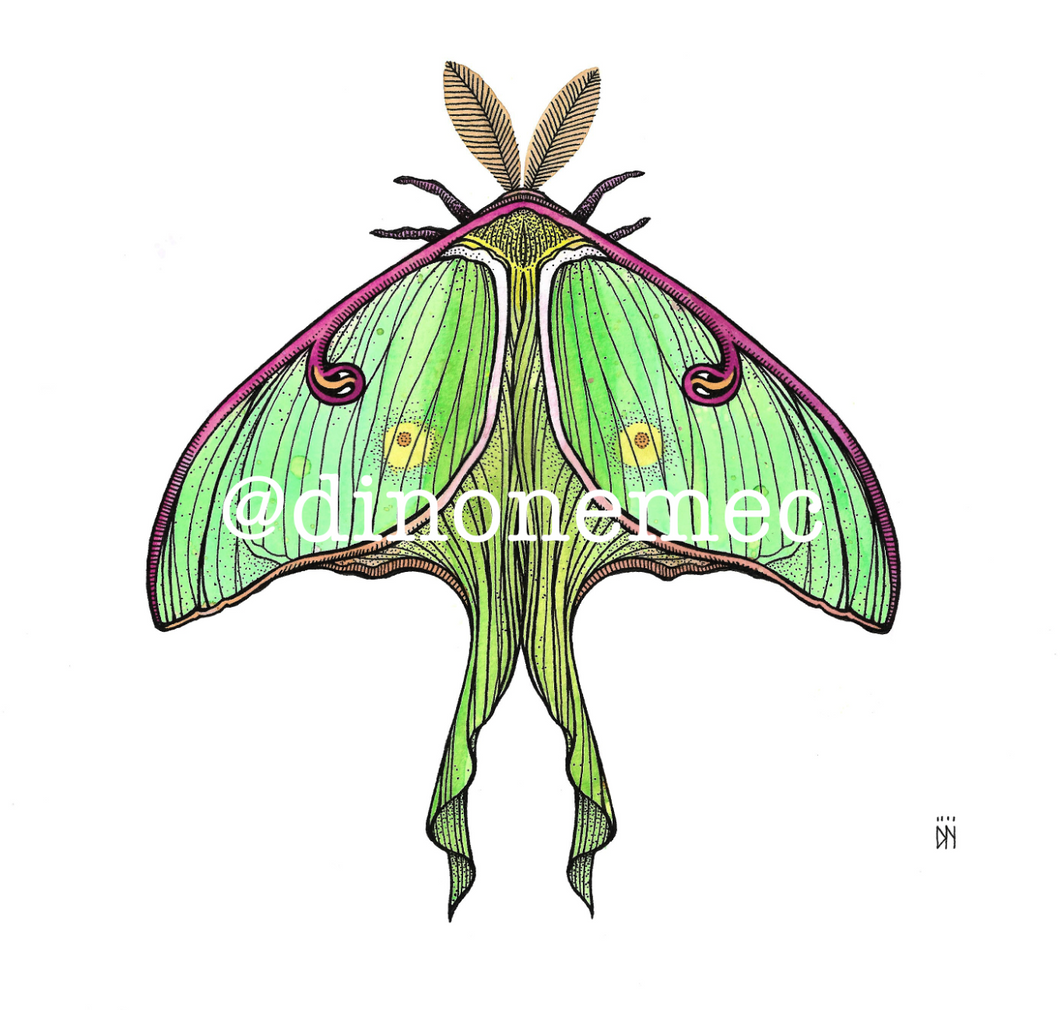 LUNA MOTH